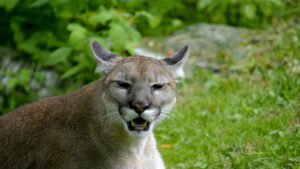 A Florida panther (Everglades National Park, Public domain, via flickr)