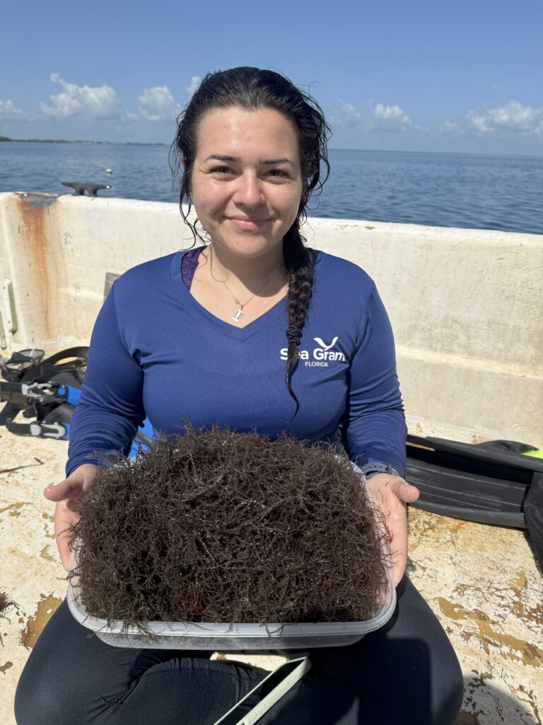Gabrielle Foursa holds seaweed retrieved from a sampling site in Tampa Bay over the summer. The predominant species of seaweed seen in this August sampling is scientifically called Acanthophora spicifera. (Photo courtesy Angela Collins, UF/IFAS)