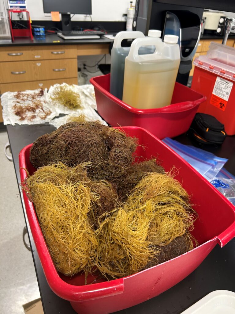 A look at macroalgae specimens from the project’s first collection event in spring before being sorted. The project aims to identify which species are in the area and in what abundance. (Photo courtesy Gabrielle Foursa, UF/IFAS)