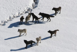 Gray wolves, long native to the Yellowstone area, were reintroduced to the national park in the mid-1990s and have helped the entire ecosystem flourish since. (Doug Smith, Public domain, via Wikimedia Commons)