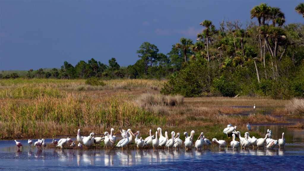 Birds in the Everglades (iStock image)
