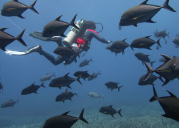 A National Oceanic and Atmospheric Administration diver encounters a school of black jacks over a coral reef (NOAA Fisheries, Public domain, via Wikimedia Commons)