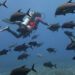 A National Oceanic and Atmospheric Administration diver encounters a school of black jacks over a coral reef (NOAA Fisheries, Public domain, via Wikimedia Commons)