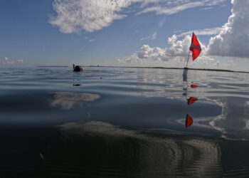 Gabrielle Foursa identifying a site to collect data while snorkeling in Tampa Bay. (Photo courtesy Angela Collins, UF/IFAS)