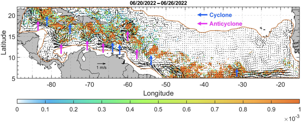 Sargassum can become entrained in small ocean masses called cyclonic eddies, which are lower than the sea surface. This figure from the recent publication demonstrates how the seaweed is moved by eddies in the Caribbean. (Image from Zhang et al., 2024)