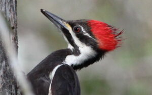 Pileated woodpeckers appeared to be at risk of extinction as their habitat disappeared in the early 20th century, but they have since rebounded. (Gary Leavens, CC BY-SA 2.0, via Wikimedia Commons)
