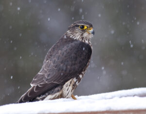 Merlins are falcons once rarely found outside remote boreal forests. They are now a familiar bird in many towns in Canada and the northeastern U.S. (David St. Louis, CC BY 2.0, via Wikimedia Commons)