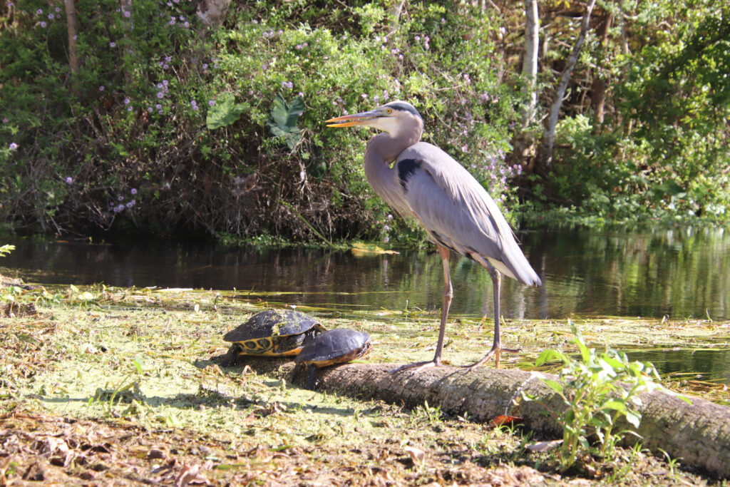 Wildlife at Silver Springs State Park (iStock image)