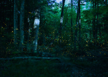 Fireflies in a forest (iStock image)