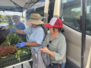 Volunteers set up an assembly line, filling plastic grocery bags with a variety of produce. According to the survey efforts, for those lining up for food, this may be the only fresh produce they get to bring home to their families that week. (Photo credit: Grace Hussain)