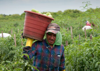 A migrant farmworker harvests tomatoes in Immokalee. (iStock image)