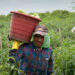 A migrant farmworker harvests tomatoes in Immokalee. (iStock image)