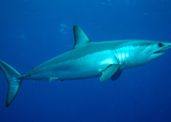 A shortfin mako shark in the North Atlantic (Patrick Doll, CC BY-SA 3.0, via Wikimedia Commons)