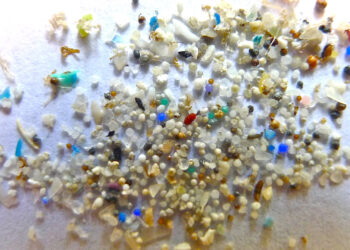 Microplastics are a growing concern in marine environments. As they break down, the particles can become microscopic. (Oregon State University, CC BY-SA 2.0, via Wikimedia Commons)