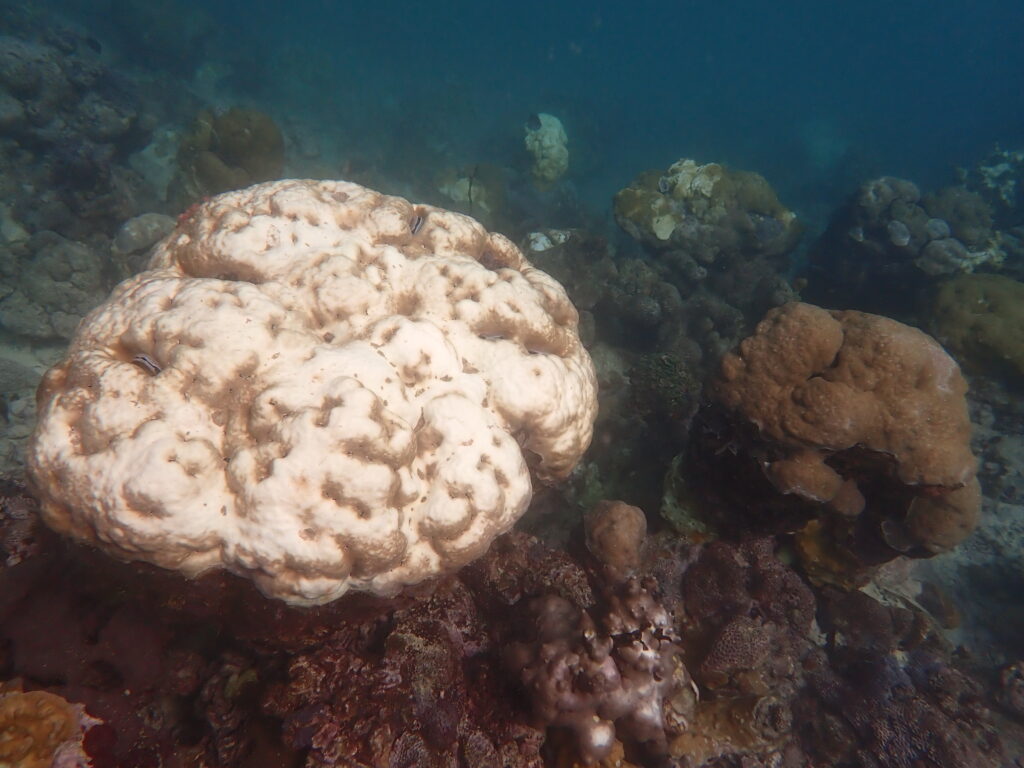 Bleached corals next to healthy corals. The bleached and unbleached corals represent distinct cryptic lineages with different susceptibilities to thermal stress. (Photo courtesy of Carsten Grupstra)