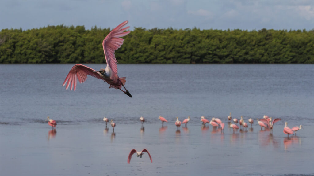 A roseate spoonbill flying at J.N. ''Ding'' Darling National Wildlife Refuge on Sanibel Island (iStock image)