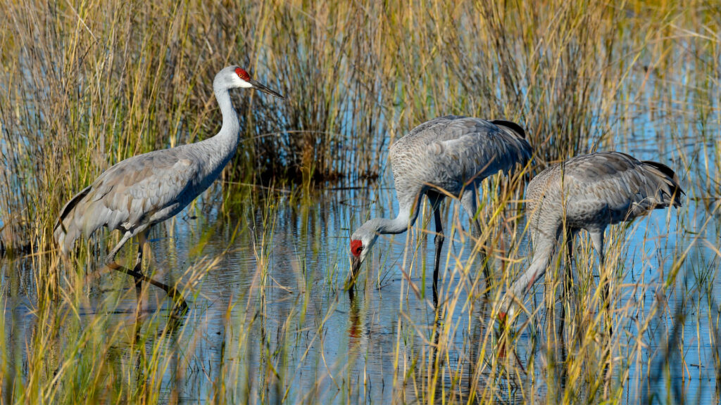 Who protects Florida’s wetlands when federal protections fade?