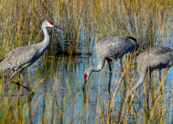 Sandhill cranes feeding in wetlands (iStock image)
