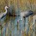 Sandhill cranes feeding in wetlands (iStock image)