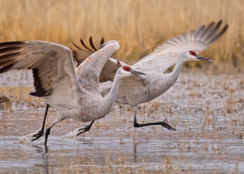 Sandhill cranes about to take flight (iStock image)