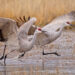 Sandhill cranes about to take flight (iStock image)
