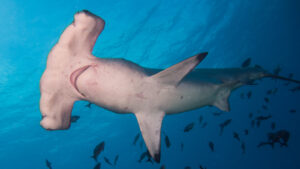 A scalloped hammerhead shark (Kris Mikael Krister, CC BY 3.0, via Wikimedia Commons)