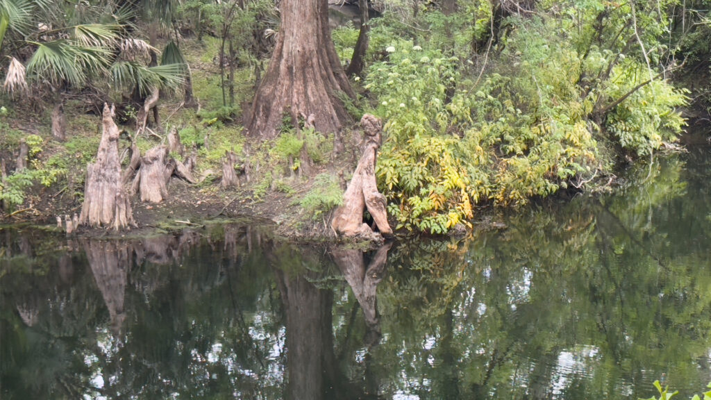The Hillsborough River (Benjamin Compton photo)