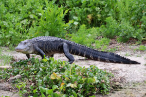 An alligator at Paynes Prairie Preserve State Park in Alachua County (iStock image)
