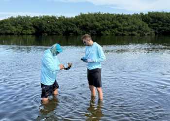 Steve Murawski and AJ Gross examine samples from an oyster bed in Old Tampa Bay. (Photo by Dyllan Furness, USF College of Marine Science)