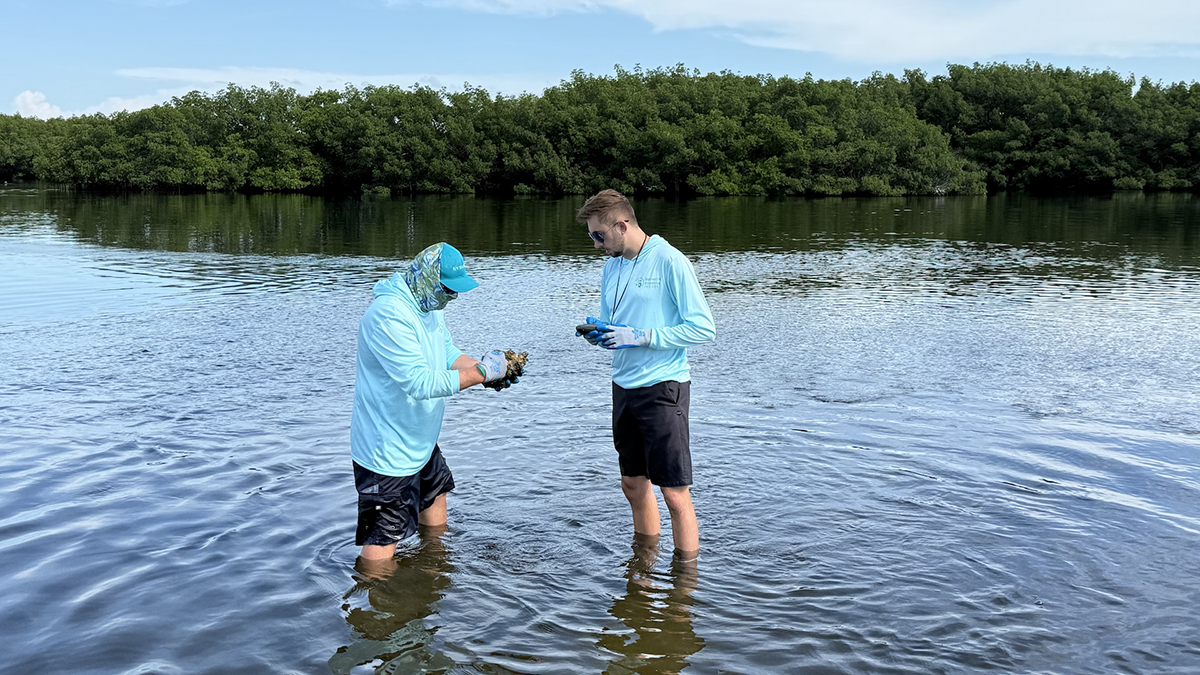Steve Murawski and AJ Gross examine samples from an oyster bed in Old Tampa Bay. (Photo by Dyllan Furness, USF College of Marine Science)
