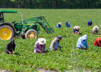 Farmworkers harvest strawberries (iStock image)