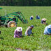 Farmworkers harvest strawberries (iStock image)