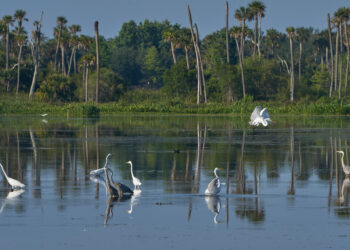 Great blue herons and great white egrets hunting in the natural surroundings of Orlando Wetlands Park (iStock image)