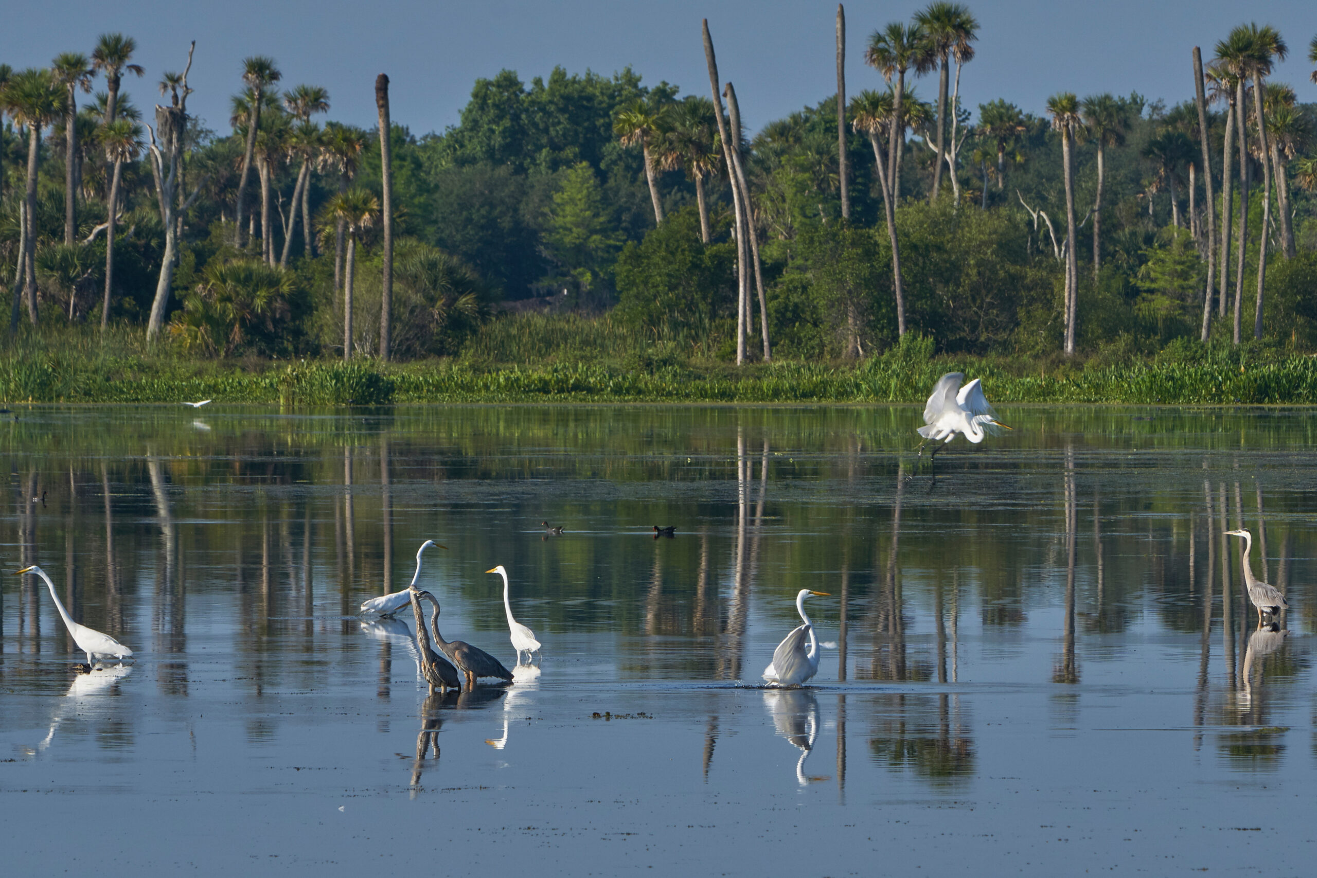 Great blue herons and great white egrets hunting in the natural surroundings of Orlando Wetlands Park (iStock image)