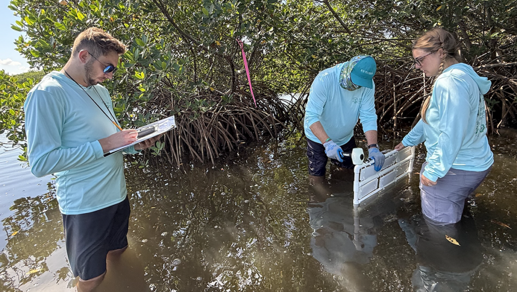 AJ Gross, Steve Murawski, and Layne Leggett install a barnacle rack and gather data in Old Tampa Bay. (Photo by Dyllan Furness, USF College of Marine Science)