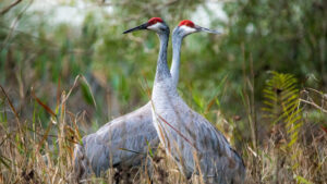 A pair of sandhill cranes (iStock photo)