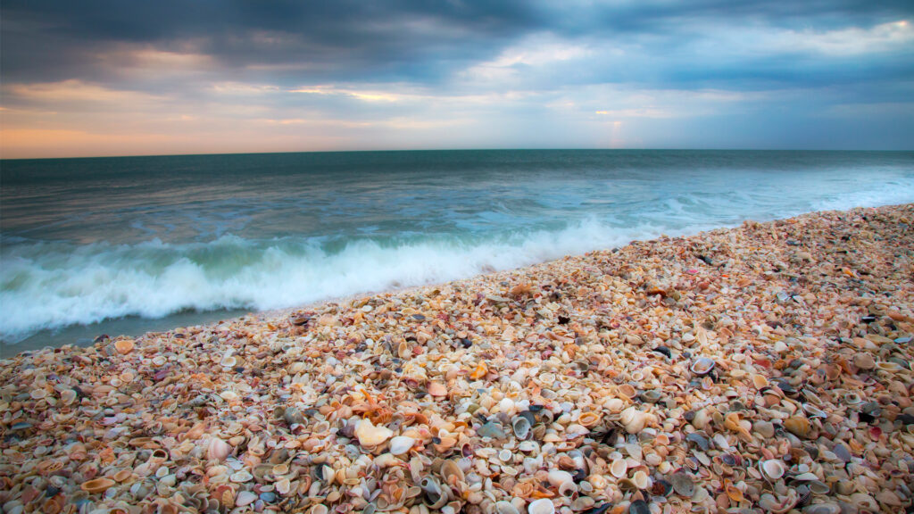 A shell-covered beach on Sanibel Island (iStock image)