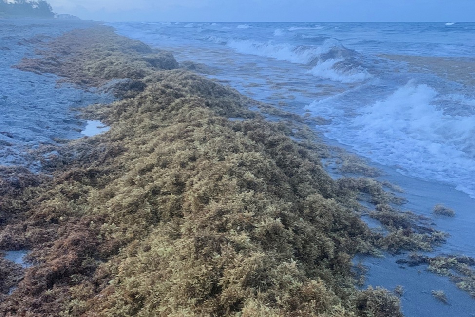 Sargassum accumulations greater than 30 centimeters high are obstacles for sea turtle hatchlings crossing the beach. (Photo credit: Abbey M. Appelt, Florida Atlantic University)