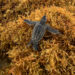 A leatherback hatchling navigates over sargassum on Juno Beach in July 2021. (Photo credit: Abbey M. Appelt, Florida Atlantic University)