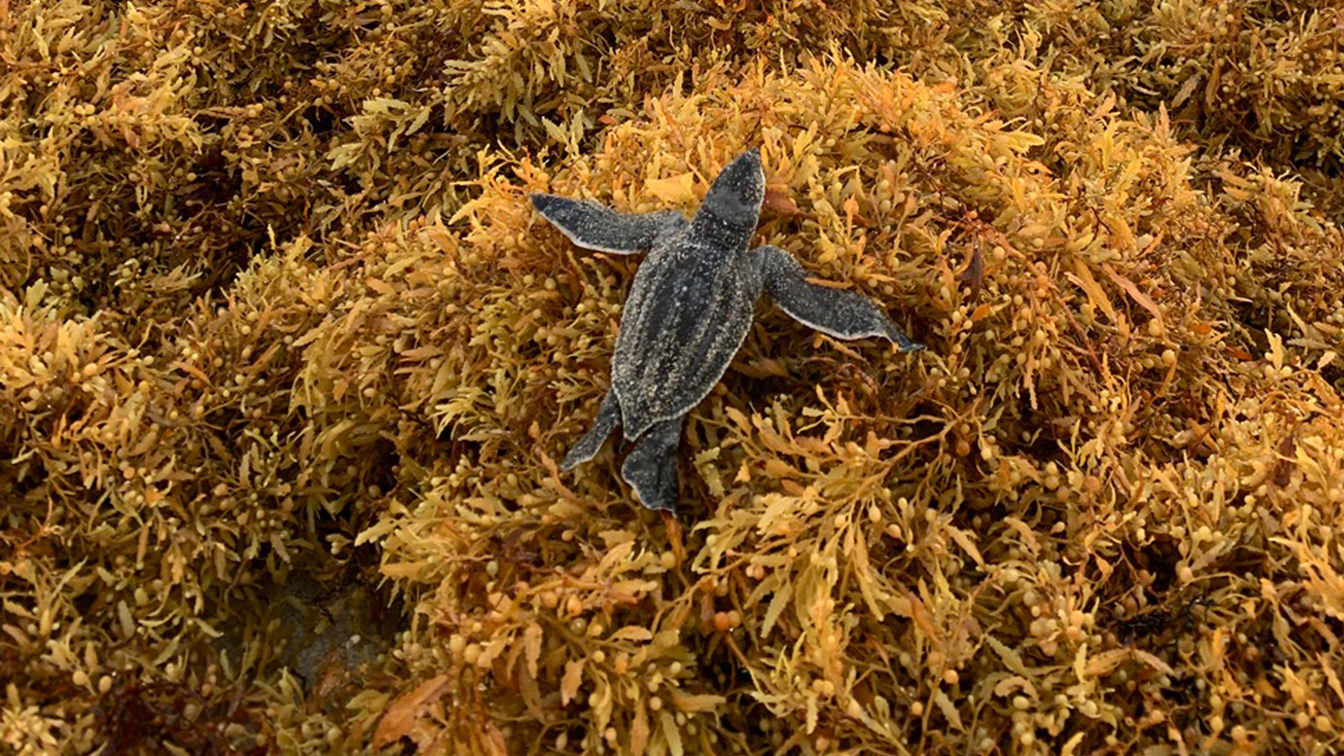 A leatherback hatchling navigates over sargassum on Juno Beach in July 2021. (Photo credit: Abbey M. Appelt, Florida Atlantic University)