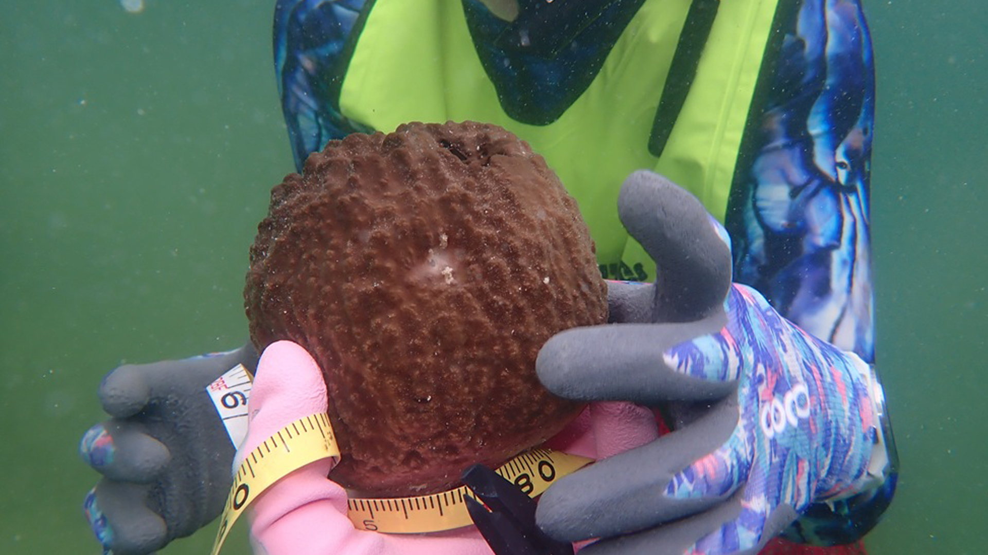 Megan Russell, a Ph.D. student at FAU, holds a Spongia graminea, one of the bath sponges known as the “glove sponge” by fishermen. (FAU)