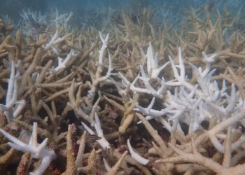 A bleached and dead staghorn coral thicket in the Dry Tortugas, already being overgrown by seaweed in September 2023. The corals had been healthy a few months earlier. (Maya Gomez)