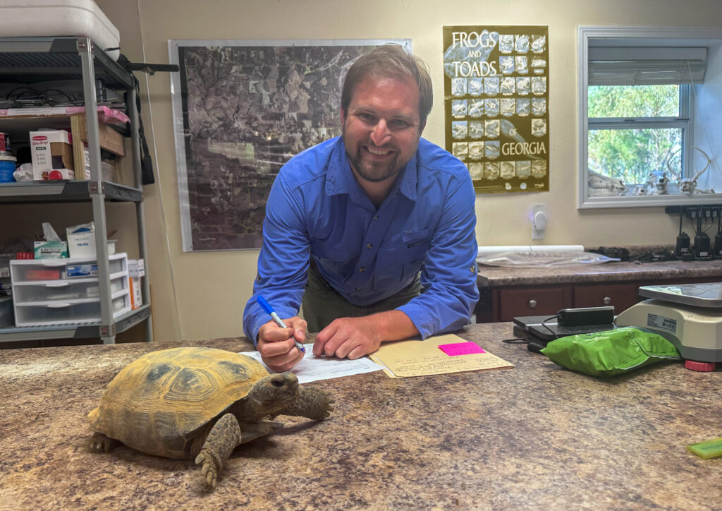 Derek Breakfield assesses the health of a rescued gopher tortoise at Nokuse Land Conservancy. (Photo Credit: Erica Feldkamp)