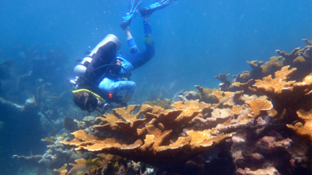 A scuba diver inspects elkhorn coral on Horseshoe Reef in the Florida Keys National Marine Sanctuary. Because of climate change and other stressors, coral reefs in the Caribbean likely won’t grow fast enough to keep up with rising seas. (Ananda Ellis/NOAA, Public domain, via Wikimedia Commons)