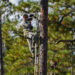 Airman 1st Class Caleb Pavao documents endangered wildlife conservation efforts on Hurlburt Field in 2017. The U.S. Fish and Wildlife Service on Hurlburt Field worked with Eglin Air Force Base staff to create artificial nesting cavities in trees for the red-cockaded woodpecker. (U.S. Air Force photo by Staff Sgt. Marleah Cabano, via Defense Visual Information Distribution Service)