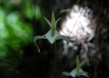 A ghost orchid in Florida Panther National Wildlife Refuge (Josh O'Connor/USFWS, Public domain, via Wikimedia Commons)