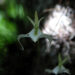 A ghost orchid in Florida Panther National Wildlife Refuge (Josh O'Connor/USFWS, Public domain, via Wikimedia Commons)