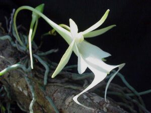 A ghost orchid in Pompano Beach (Mick Fournier/HBI Producers of Fine Orchids, CC BY 2.5, via Wikimedia Commons)