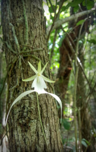 An uncommonly found ghost orchid blooms in the wild. (Mark Danaher/USFWS, Public domain, via Wikimedia Commons)
