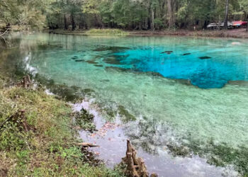 Gilchrist Blue Springs, located about 20 miles northwest of Gainesville, Fla., is a popular recreation site known for the clarity of its water. (Christopher Meindl, CC BY)